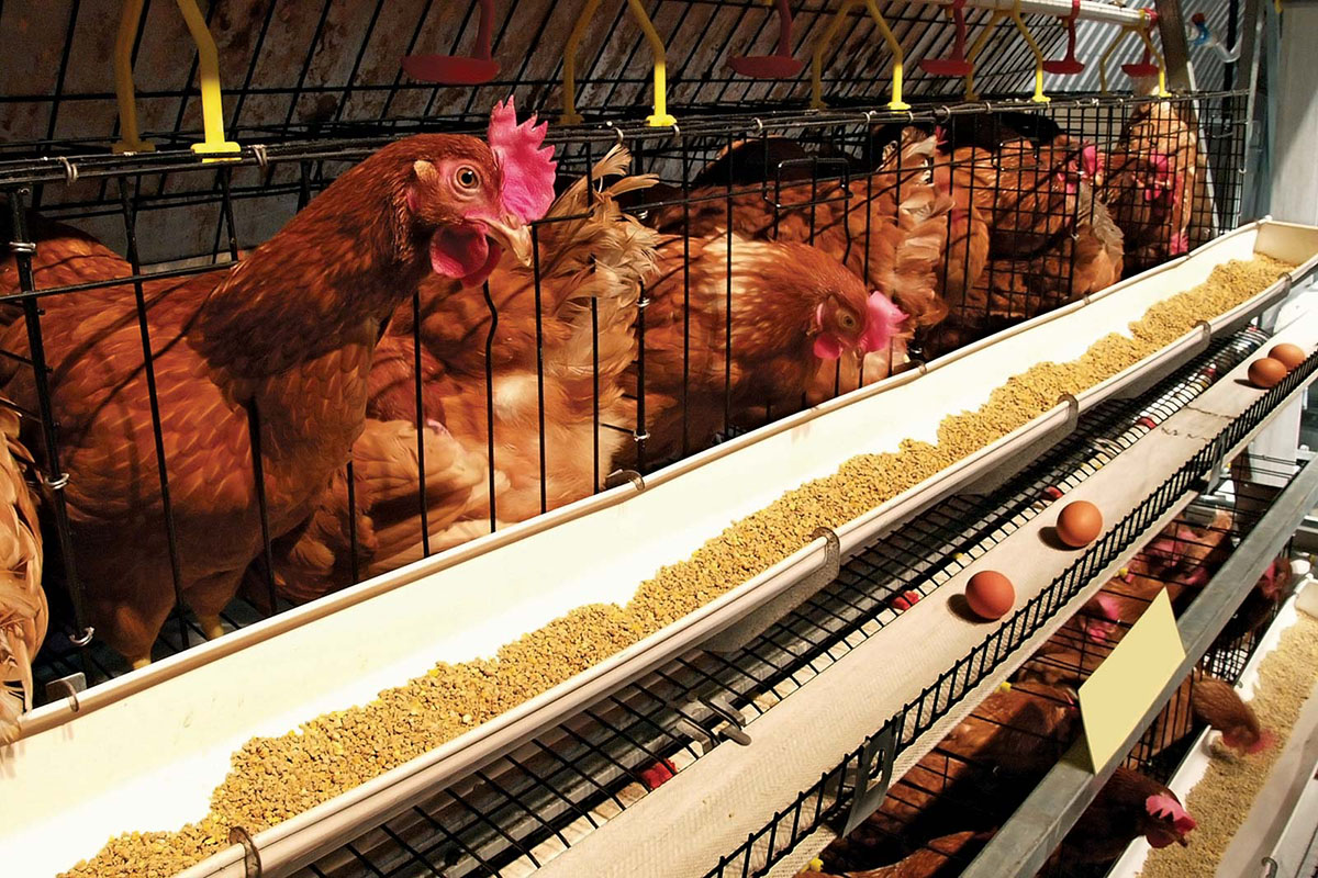 poultry lighting system