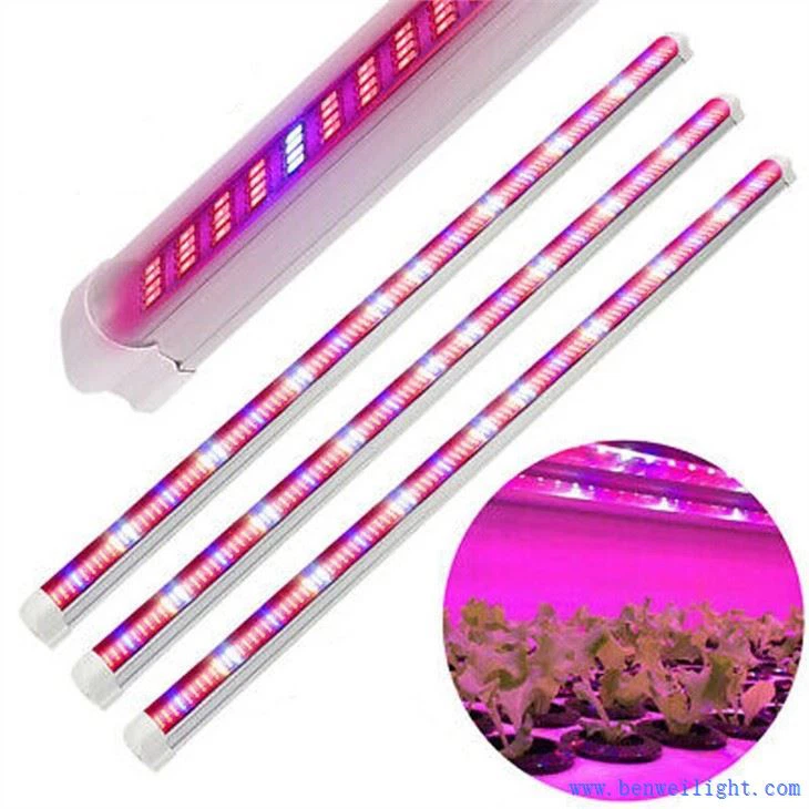 چراغ رشد ارزان