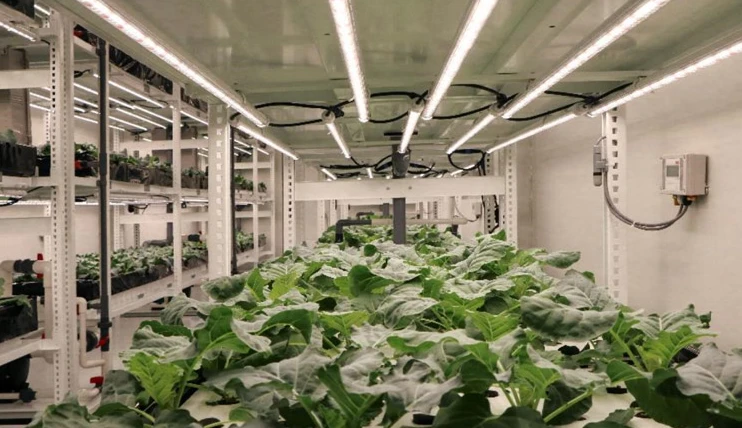 led grow lights for plants led grow lights for plants